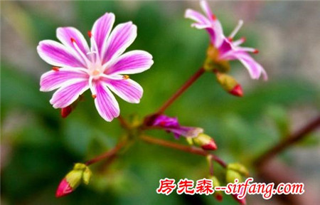 每日一花：花语童话、唯美之露薇花，遇见你就是童话般的爱