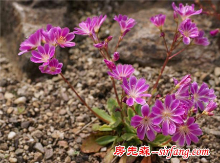 每日一花：花语童话、唯美之露薇花，遇见你就是童话般的爱