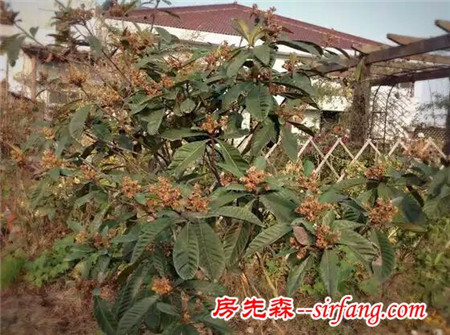 空中花园——土豪花友“爱花渐成痴”的屋顶花园，寒冬前最后的美