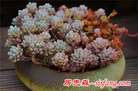 新东方园艺：多肉植物的浇水技巧