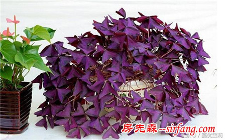 紫叶榨浆草：宛如蝴蝶翩翩起舞，绚丽娇艳，凝重典雅