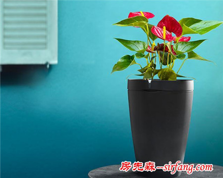 派诺特Pot变身养花小能手 还能自动浇水