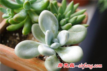 萌萌的多肉植物，浑圆可爱青翠典雅，肉肉控们的福音