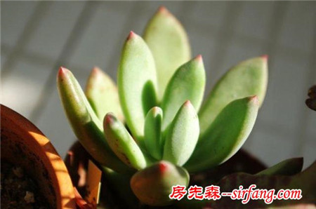 萌萌的多肉植物，浑圆可爱青翠典雅，肉肉控们的福音