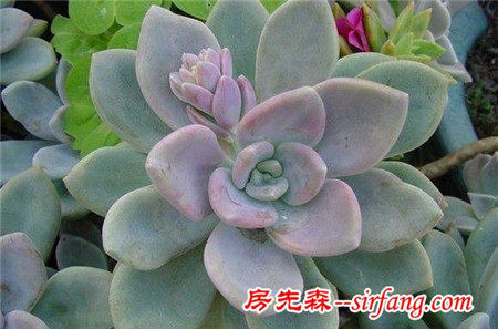 萌萌的多肉植物，浑圆可爱青翠典雅，肉肉控们的福音