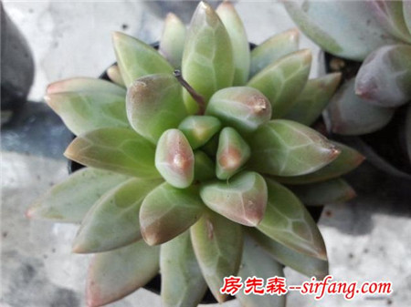 萌萌的多肉植物，浑圆可爱青翠典雅，肉肉控们的福音