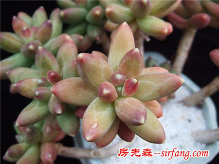 萌萌的多肉植物，浑圆可爱青翠典雅，肉肉控们的福音
