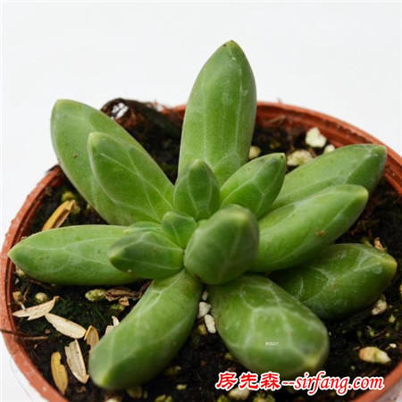 萌萌的多肉植物，浑圆可爱青翠典雅，肉肉控们的福音