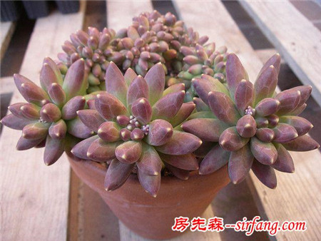 萌萌的多肉植物，浑圆可爱青翠典雅，肉肉控们的福音