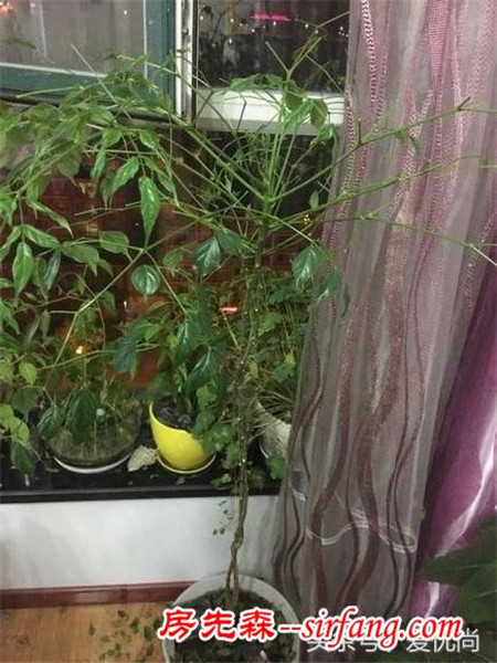 原本綠油油的幸福樹，突然掉葉子怎么辦？