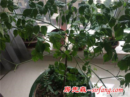 原本綠油油的幸福樹，突然掉葉子怎么辦？