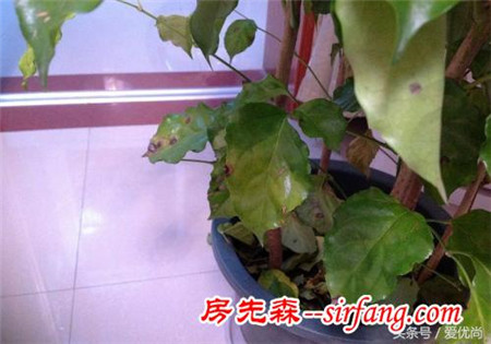 原本綠油油的幸福樹，突然掉葉子怎么辦？