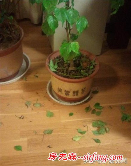 原本綠油油的幸福樹，突然掉葉子怎么辦？