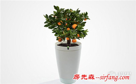 極簡設(shè)計的黑科技花盆，根據(jù)品種自動澆灌，讓養(yǎng)花更輕松