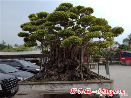 实拍越南漂亮大盆栽组图，喜欢的不得了