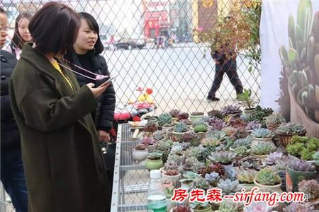 还在网上看“萌萌哒”多肉植物照片？告诉你，咱们秀山都有！