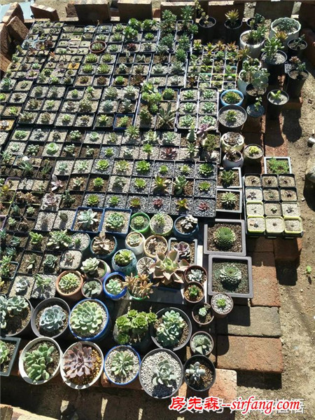 这么多的石头花盆和多肉你一定没有见过，来本宕植悟才能看到