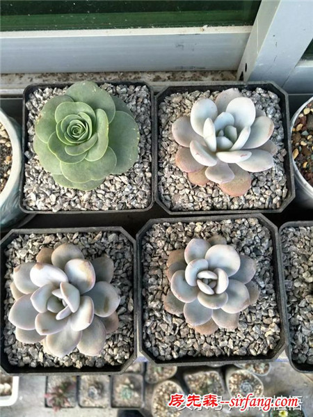 这么多的石头花盆和多肉你一定没有见过，来本宕植悟才能看到