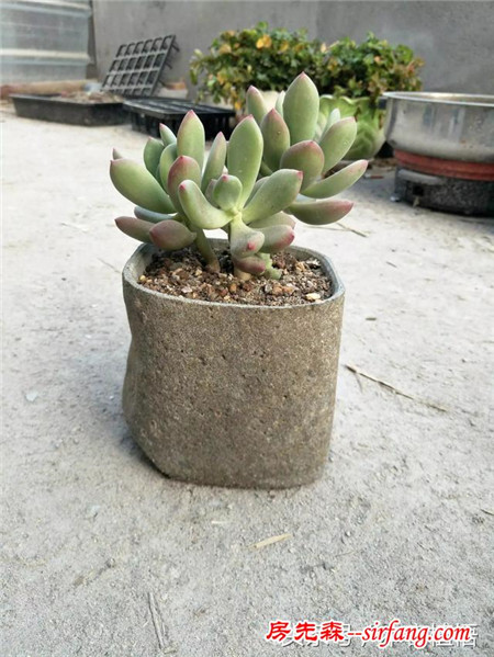 这么多的石头花盆和多肉你一定没有见过，来本宕植悟才能看到