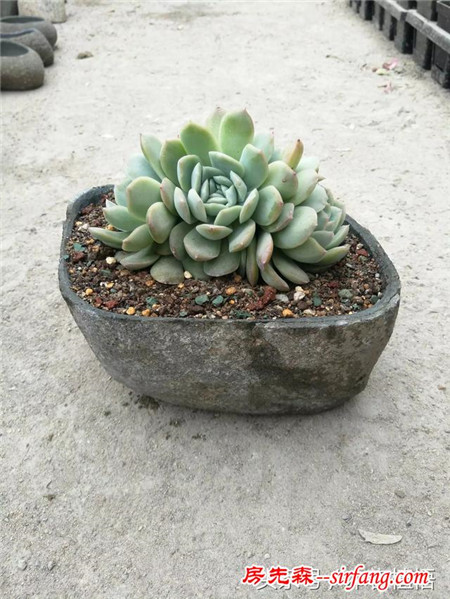 这么多的石头花盆和多肉你一定没有见过，来本宕植悟才能看到