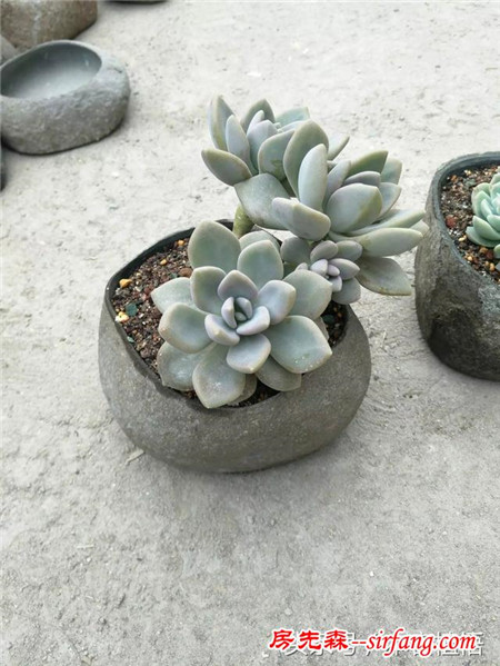 这么多的石头花盆和多肉你一定没有见过，来本宕植悟才能看到