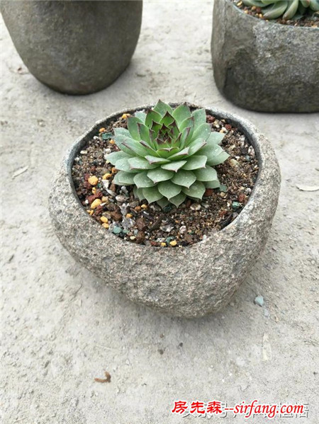 这么多的石头花盆和多肉你一定没有见过，来本宕植悟才能看到