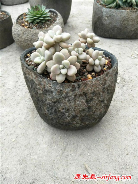 这么多的石头花盆和多肉你一定没有见过，来本宕植悟才能看到