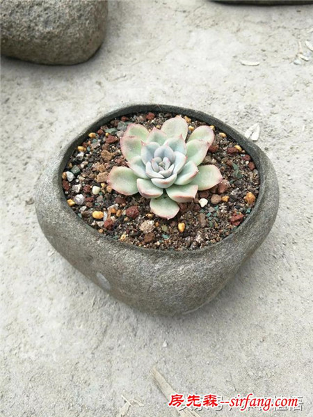 这么多的石头花盆和多肉你一定没有见过，来本宕植悟才能看到