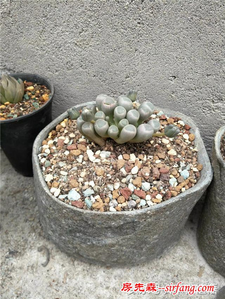 这么多的石头花盆和多肉你一定没有见过，来本宕植悟才能看到