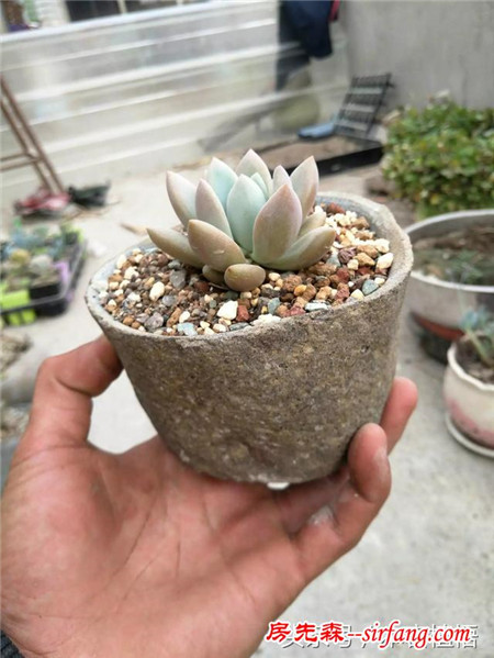 这么多的石头花盆和多肉你一定没有见过，来本宕植悟才能看到