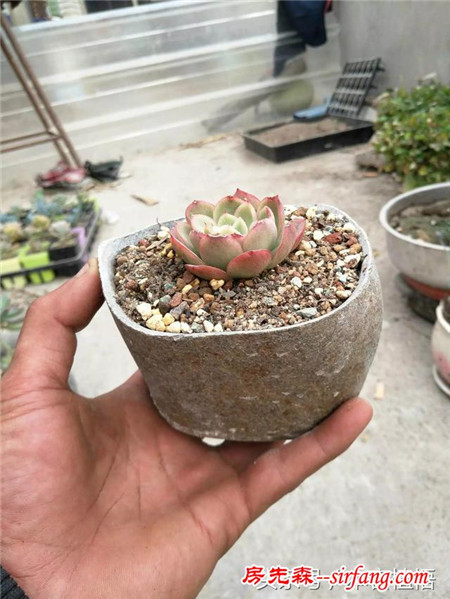 这么多的石头花盆和多肉你一定没有见过，来本宕植悟才能看到