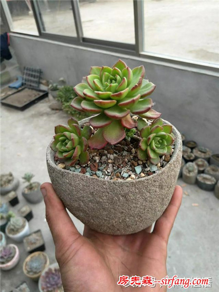 这么多的石头花盆和多肉你一定没有见过，来本宕植悟才能看到