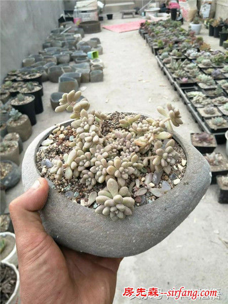 这么多的石头花盆和多肉你一定没有见过，来本宕植悟才能看到