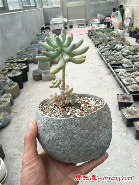 这么多的石头花盆和多肉你一定没有见过，来本宕植悟才能看到