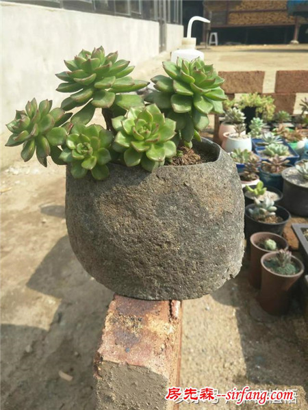 这么多的石头花盆和多肉你一定没有见过，来本宕植悟才能看到