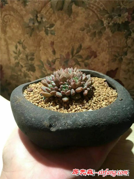这么多的石头花盆和多肉你一定没有见过，来本宕植悟才能看到