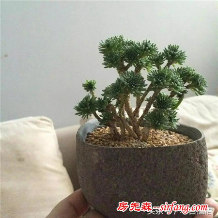 这么多的石头花盆和多肉你一定没有见过，来本宕植悟才能看到