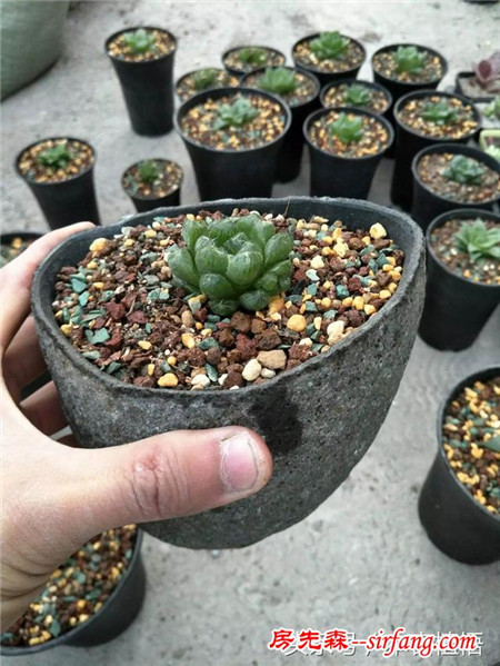 这么多的石头花盆和多肉你一定没有见过，来本宕植悟才能看到