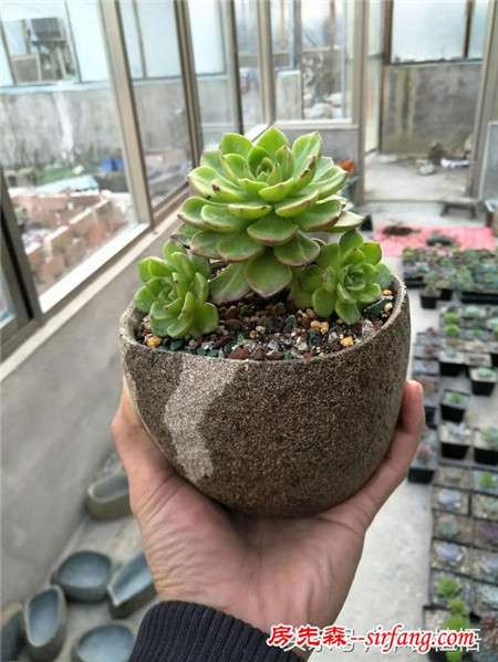 这么多的石头花盆和多肉你一定没有见过，来本宕植悟才能看到