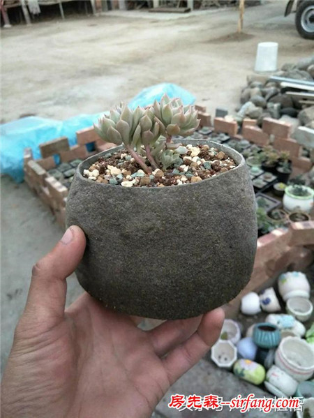 这么多的石头花盆和多肉你一定没有见过，来本宕植悟才能看到