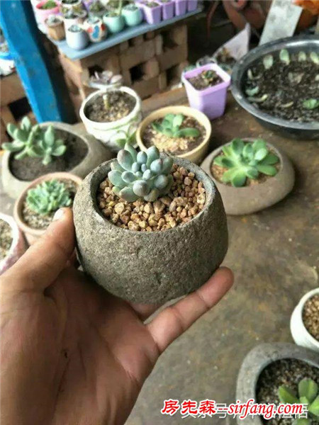 这么多的石头花盆和多肉你一定没有见过，来本宕植悟才能看到