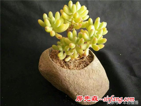 这么多的石头花盆和多肉你一定没有见过，来本宕植悟才能看到