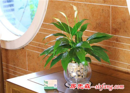 家居养花：吸收室内空气毒物的6种绿植推荐！
