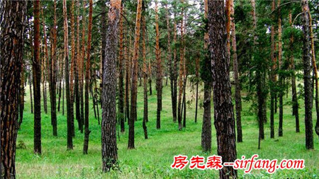 绿色的桌面，每一张都是精品！