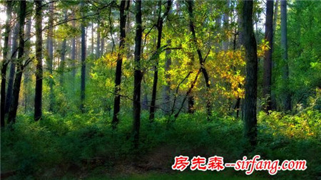 绿色的桌面，每一张都是精品！