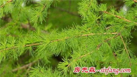 绿色的桌面，每一张都是精品！