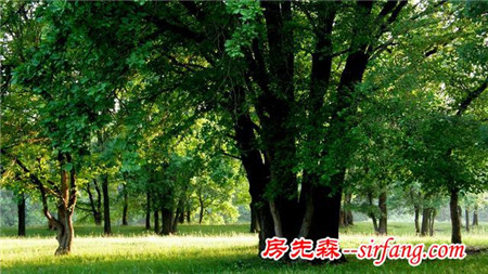 绿色的桌面，每一张都是精品！