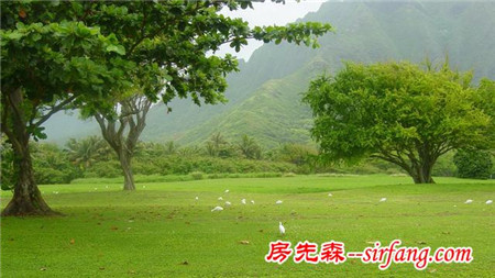 绿色的桌面，每一张都是精品！