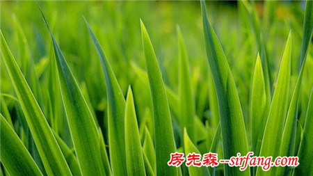 绿色的桌面，每一张都是精品！