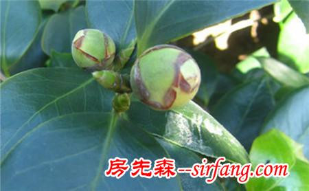 茶花落蕾怎么办